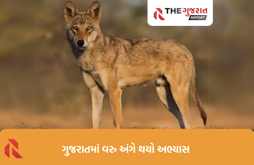 ગુજરાતના 13 જિલ્લામાં 200થી વધુ વરુ, સૌથી વધુ આ જીલ્લામાં રહે છે વરુ
