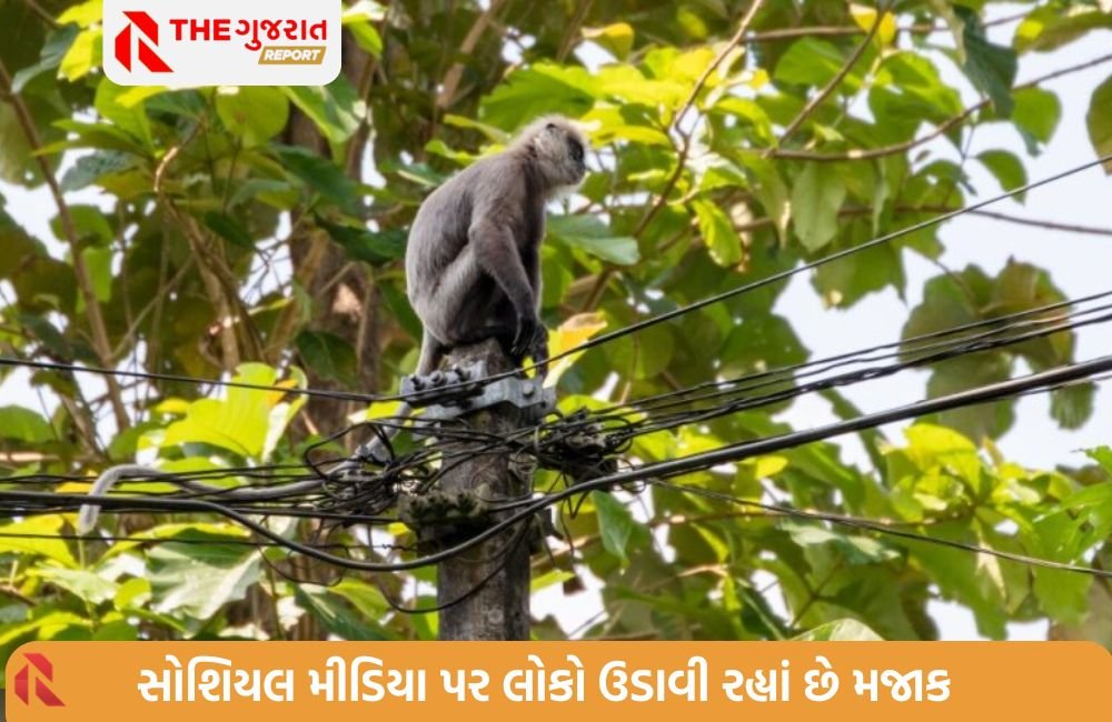 શ્રીલંકા: આખા દેશમાં વિજળી ગુલ થવા માટે મંત્રીએ વાંદરાને કેમ ઠેરવ્યો જવાબદાર?