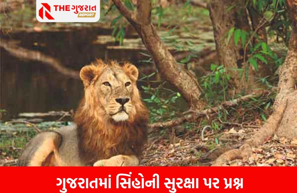 ગુજરાતમાં લાયન પ્રોજેક્ટ થકી સંરક્ષણની વાતો મિથ્યા; 2024માં સિંહમરણનો આંકડો ચોંકાવનારો