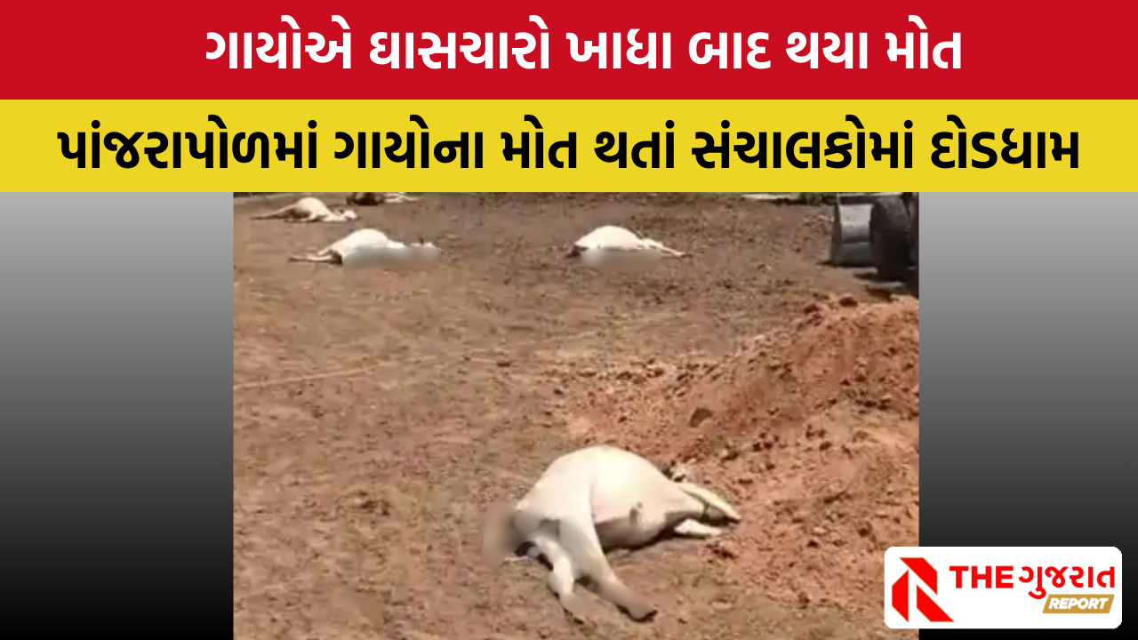 Banaskantha: ડીસાના બલોધર ગામે 36 ગાયના મોત, શું છે કારણ?