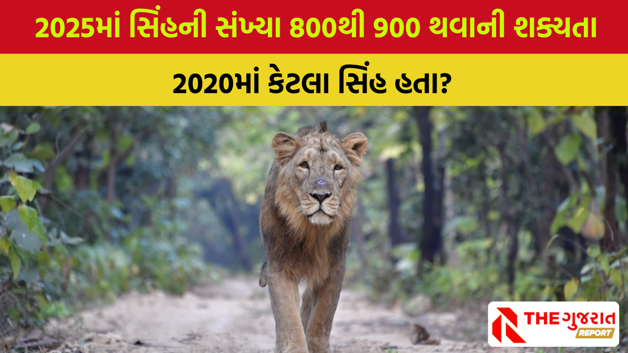 Lion Census