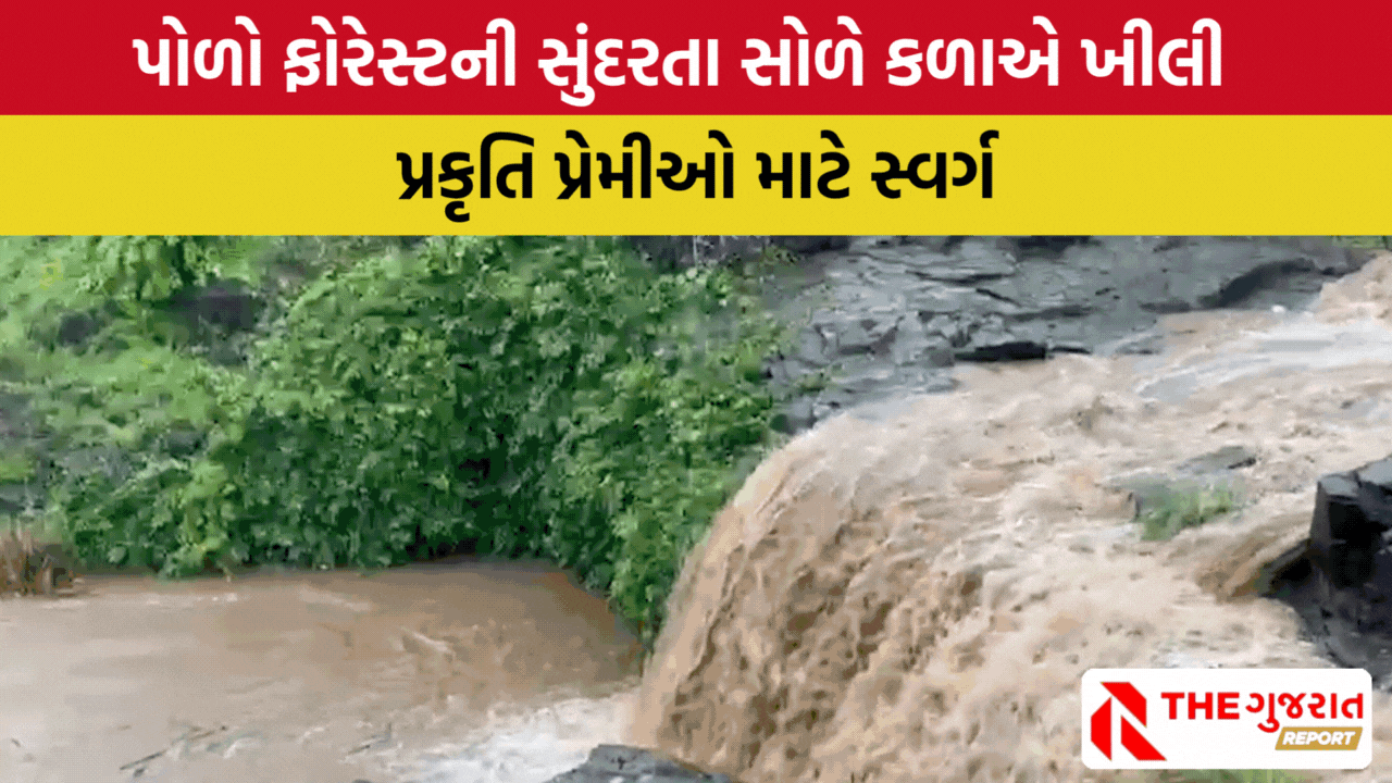 ચોમાસાનો રોમાંચ અનુભવો: પોળો ફોરેસ્ટની સફર, અમદાવાદથી માત્ર 150 કિમી દૂર |  Polo Forest