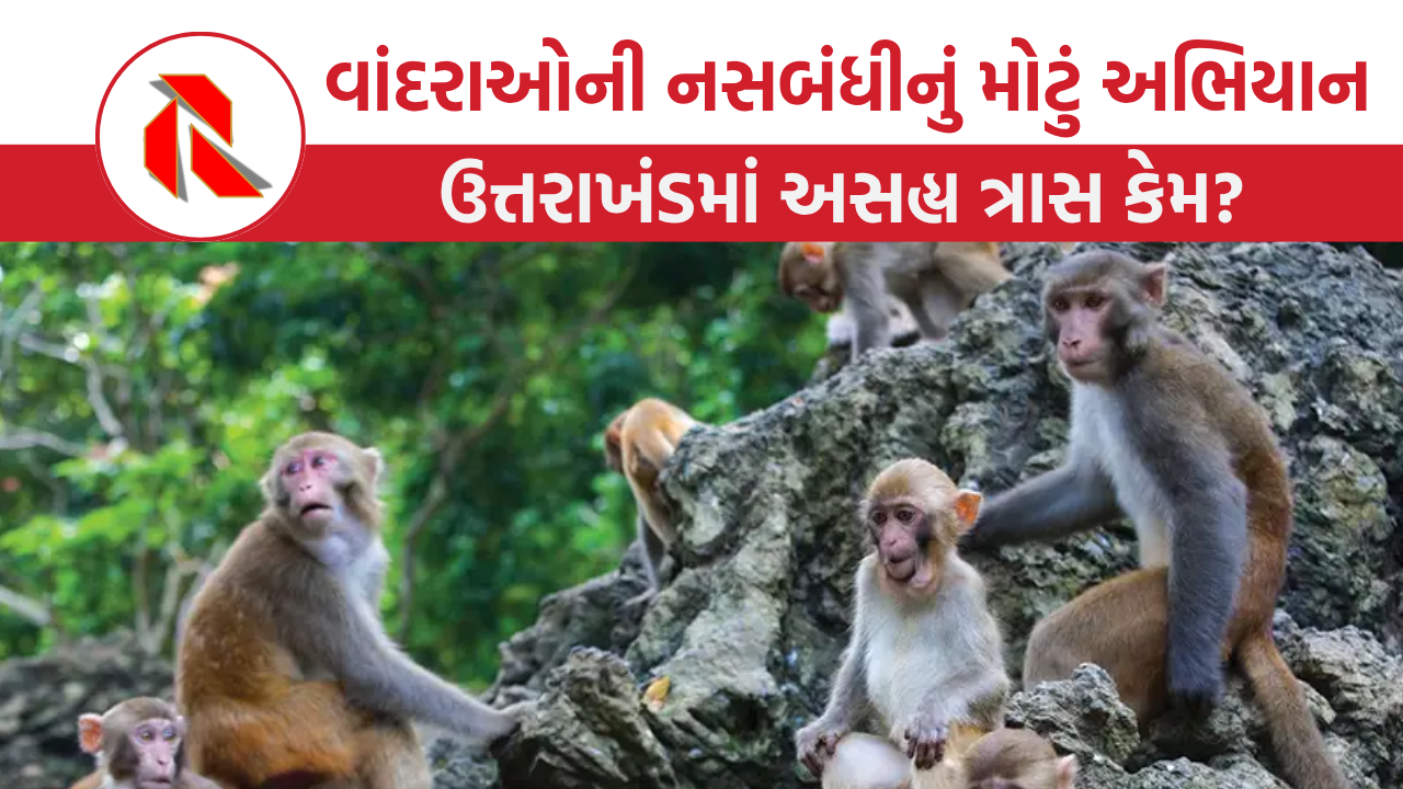 Monkey Sterilization