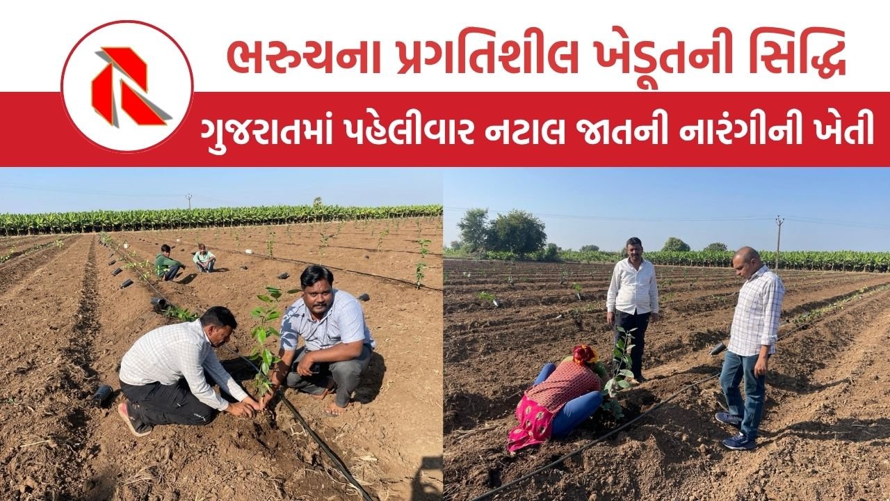 Brazilian orange garden in Bharuch