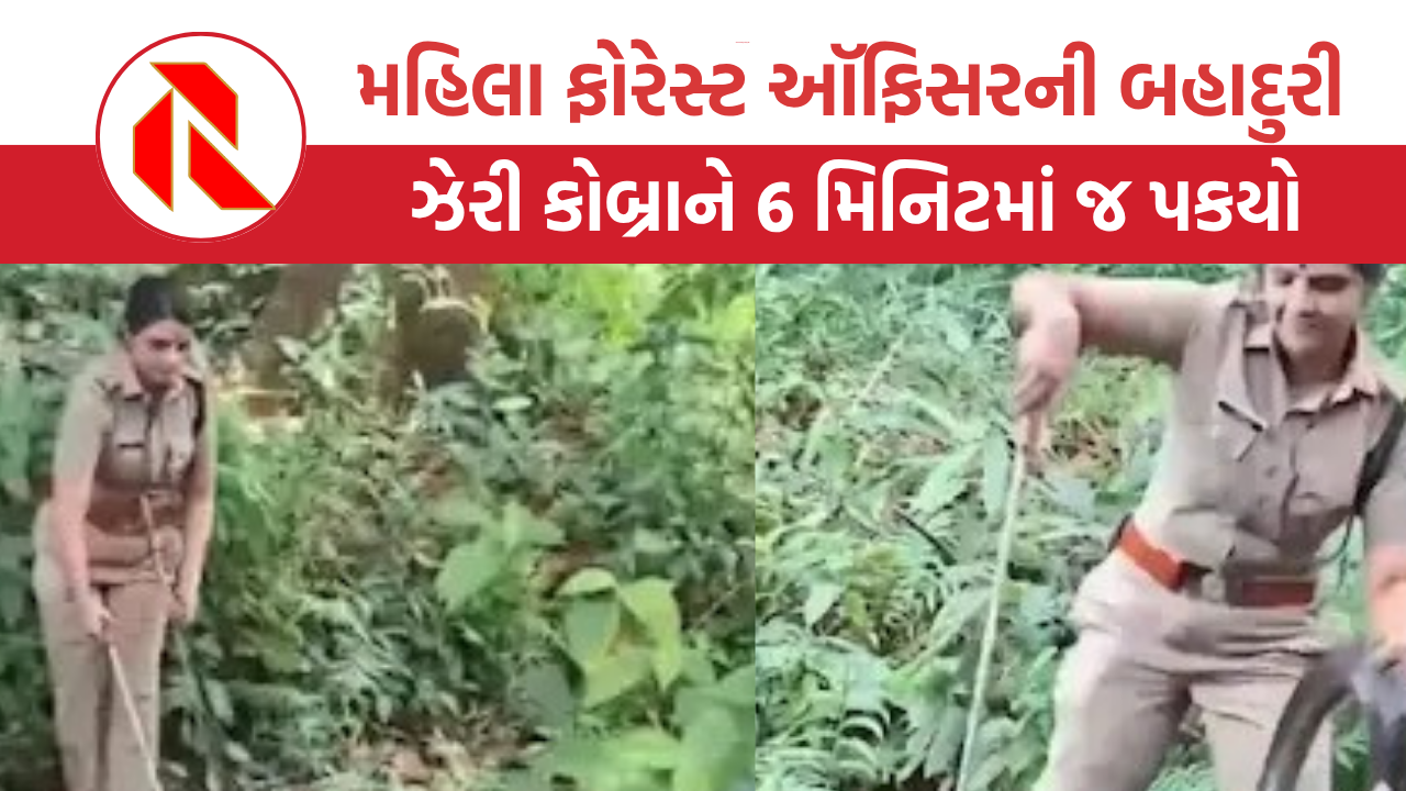 મહિલા ફોરેસ્ટ ઑફિસરની બહાદુરી, ઝેરી કોબ્રાને 6 મિનિટમાં જ પકયો, જાણો પછી શું થયું?