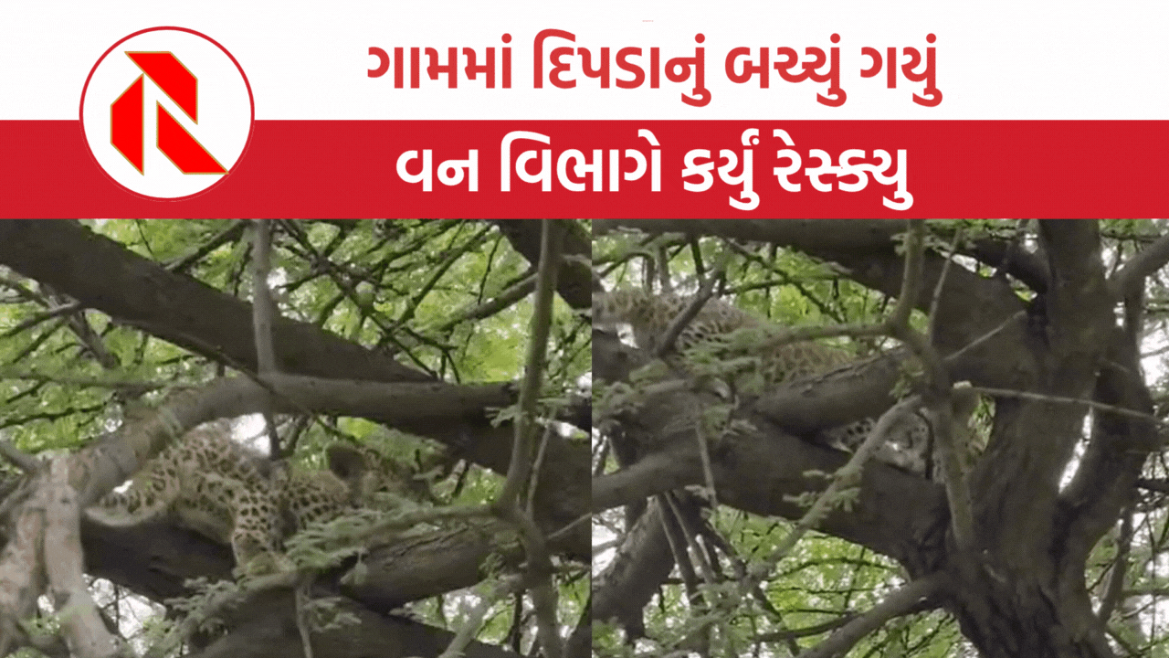 Himmatnagar: ગામમાં ઝાડ ઉપર આવીને બેસી ગયું દિપડાનું બચ્ચું, વન વિભાગે રેસ્ક્યુ કરી જંગલમાં છોડી મુક્યું