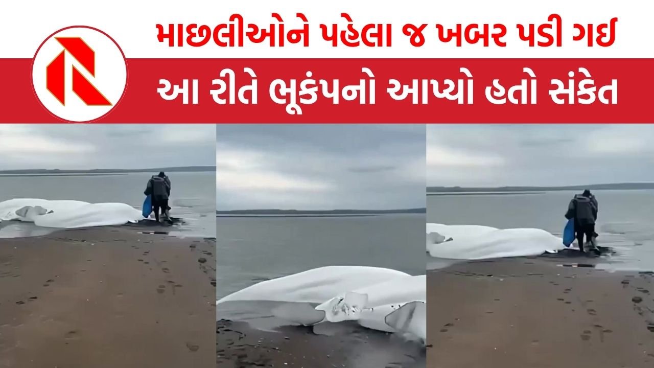 Russia Earthquack: ભૂકંપની માછલીઓએ આપી હતી ચેતવણી, જાણો કેવી રીતે?