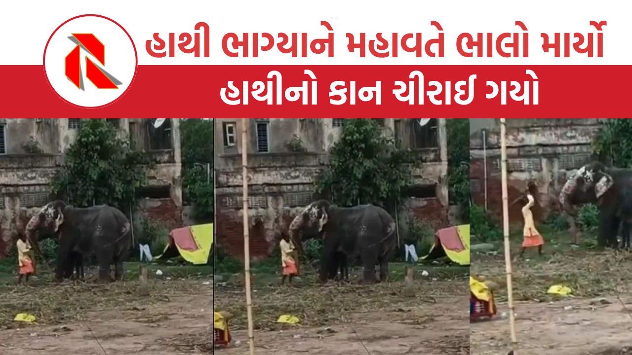 The gujarat report ahmedabad rath yatra
