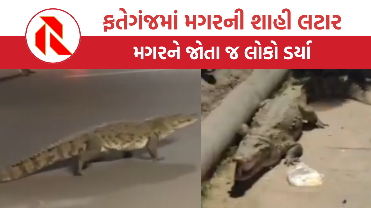 Vadodara: ફતેગંજમાં મગરની શાહી લટાર, રાત્રે રોડ પર મહાકાય મગરનો તરખાટ