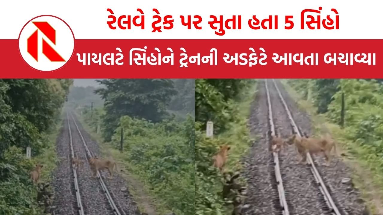Bhavnagar: ફૂલ સ્પીડમાં આવી રહી હતી ટ્રેન, પાયલટે દૂરથી 5 સિંહોને  ટ્રેક પર સુતા જોયા, પછી શું કર્યું?