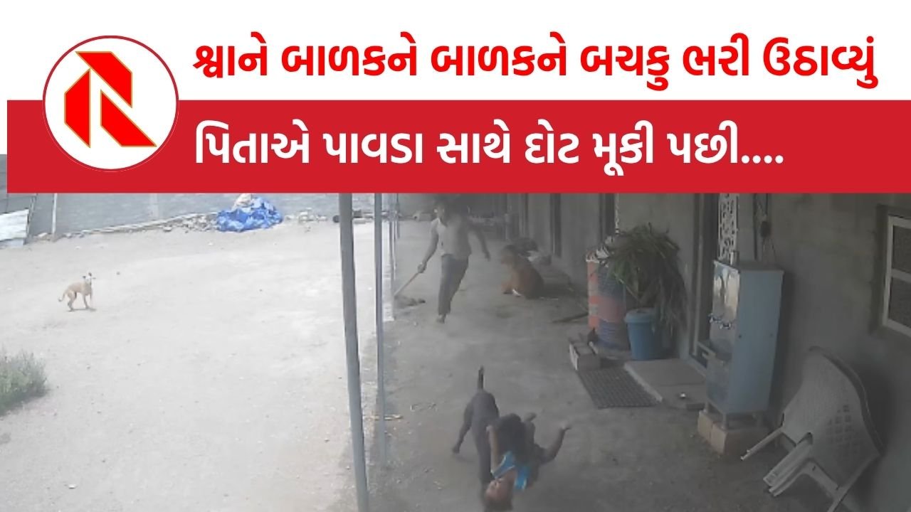 Amreli: રખડતા શ્વાનએ 2 વર્ષના બાળકને શિકાર કરવા બચકુ ભરી ઉઠાવ્યું, પિતાએ બાળકને મોતના મુખમાંથી  બચાવ્યો