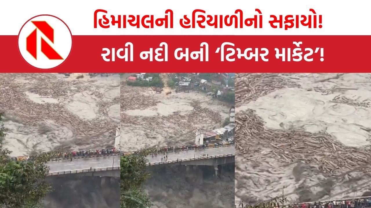 Himachal Pradesh Flood: હિમાચલના જંગલોની લૂંટ! નદીમાં તરતા લાકડાના ઢગલાએ ખોલી લાકડાના માફિયાની પોલ