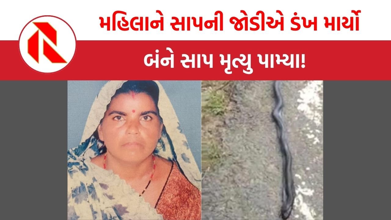 UP News:ઝાંસીમાં 40 વર્ષીય મહિલાને સાપની જોડીએ ડંખ માર્યો, બંને સાપ મૃત્યુ પામ્યા!