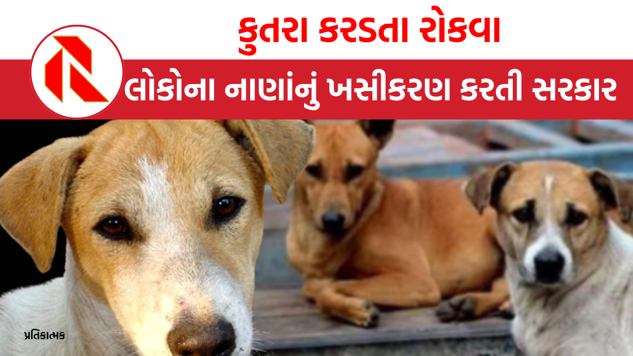 Gujarat: રોજ 464 લોકોને કુતરા કરડે છે, લોકોના નાણાંનું ખસીકરણ કરતી સરકાર