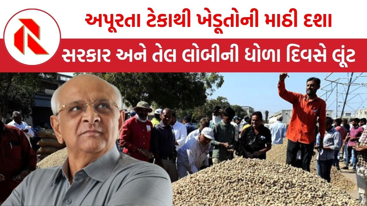 Gujarat News: ખેડૂતોને મગફળીમાં રૂ. 20 હજાર કરોડનું નુકસાન, કુદરતની થપાટ પછી વેપારીઓ, સરકાર અને તેલ લોબીની ધોળા દિવસે લૂંટ