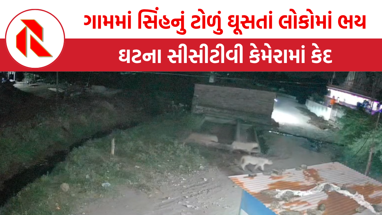 Bhavnagar: વાઘદરડા ગામમાં સિંહનું ટોળું ઘૂસતાં લોકોમાં ભયનો માહોલ, જુઓ વીડિયો