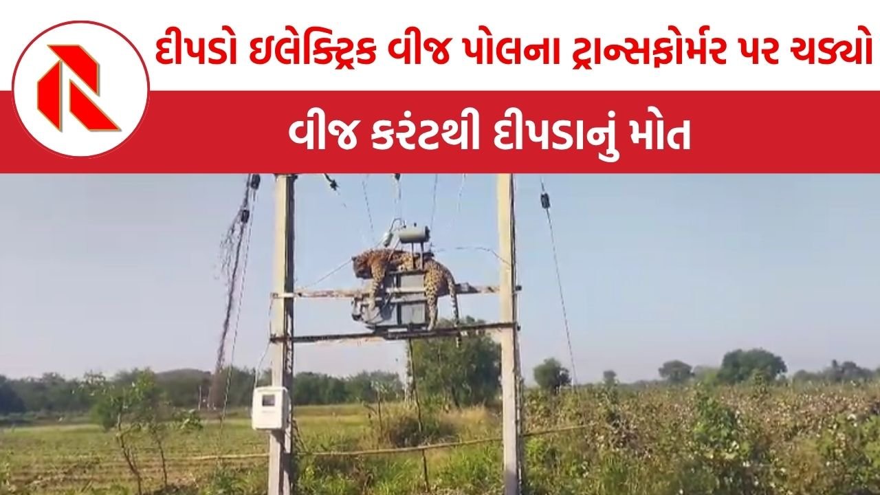 Bhavnagar: મહુવા તાલુકાના ગળથર ગામે વીજ કરંટથી દીપડાનું દુખદ મોત, વન વિભાગની તપાસ શરૂ
