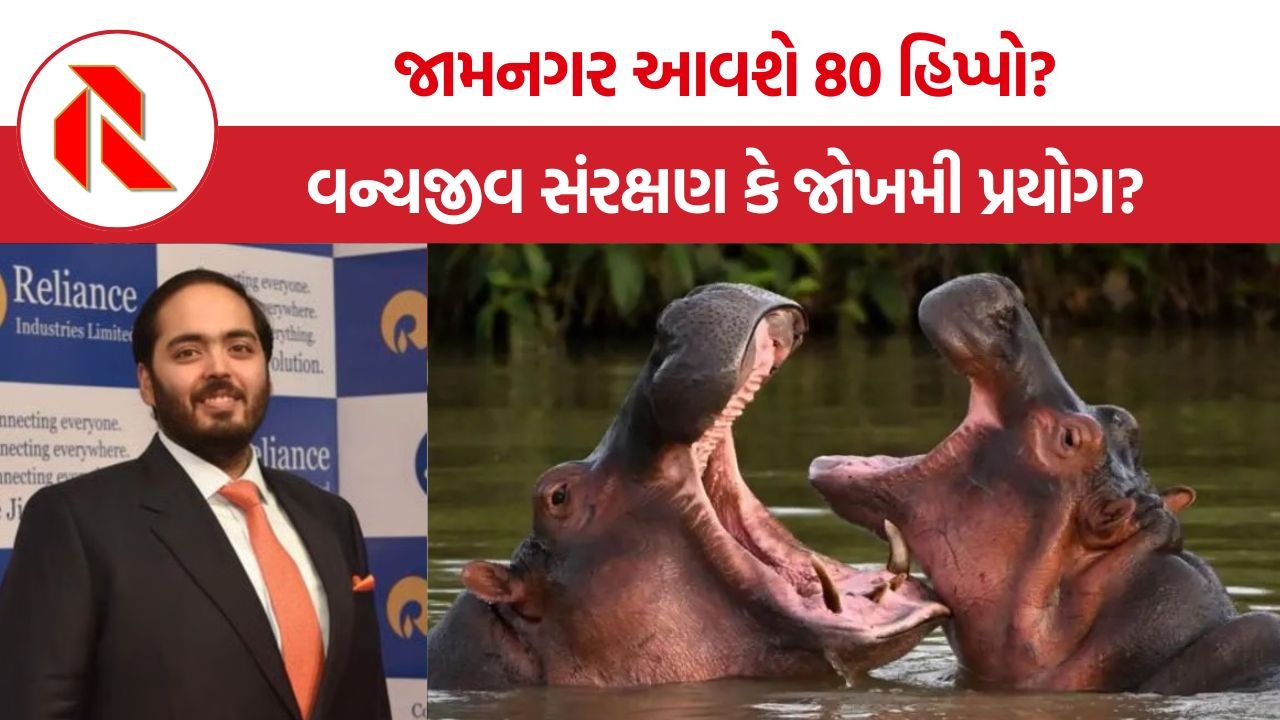 Colombia Hippos Vantara: કોલંબિયાના ‘ડ્રગ લોર્ડ’ના હિપ્પો હવે જામનગરમાં? વન્યજીવ સંરક્ષણ કે જોખમી પ્રયોગ?