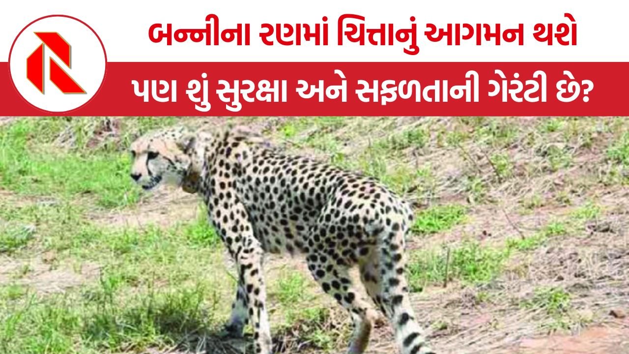 Banni Cheetah Project Gujarat: બન્નીના રણમાં ચિત્તાનું આગમન થશે, કરોડોનો ખર્ચ, પણ શું સુરક્ષા અને સફળતાની ગેરંટી છે?