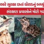 Great Indian Bustard Chick Missing