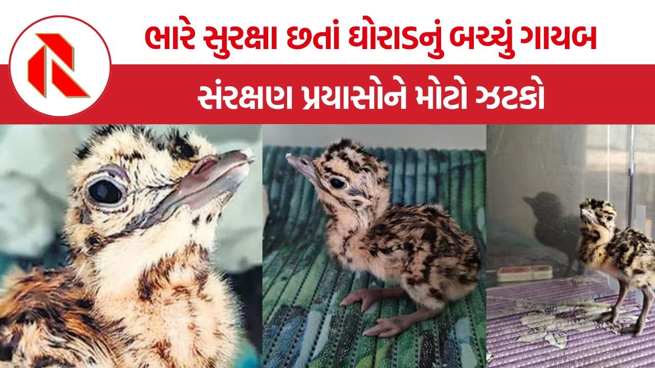 Great Indian Bustard Chick Missing: કચ્છમાં ભારે સુરક્ષા છતાં ઘોરાડનું બચ્ચું ગાયબ, લુપ્તપ્રાય પ્રજાતિના સંવર્ધન પર મોટું સંકટ