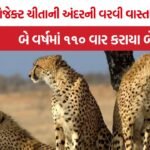 Kuno Cheetah Tranquilization Report