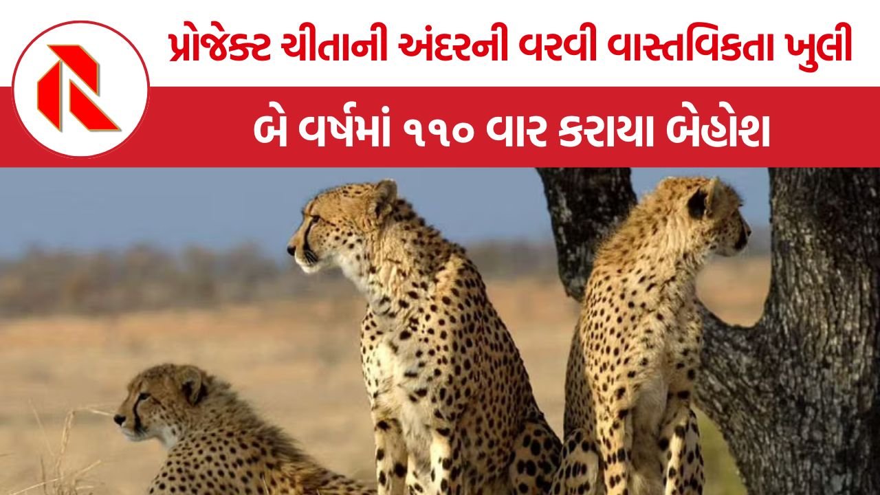 Kuno Cheetah Tranquilization Report: ‘પ્રોજેક્ટ ચીતા’ ના નામે બે વર્ષમાં ૧૧૦ વાર અબોલ જીવોને કરાયા બેહોશ