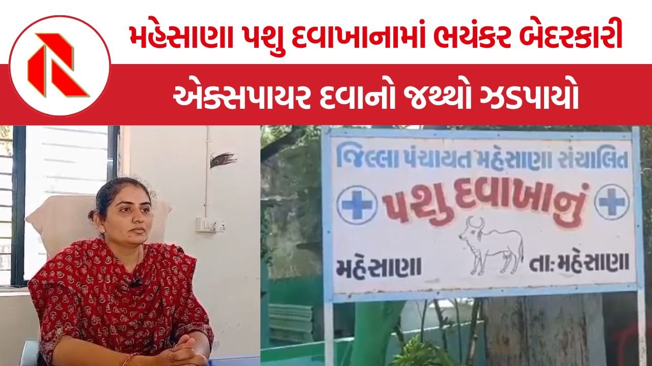 Mehsana expired animal medicines: મહેસાણાના પશુ દવાખાનામાં એક્સપાયર દવાઓ મળતાં ચકચાર, જીવદયા પ્રેમીઓએ ઉઠાવ્યા ગંભીર સવાલો