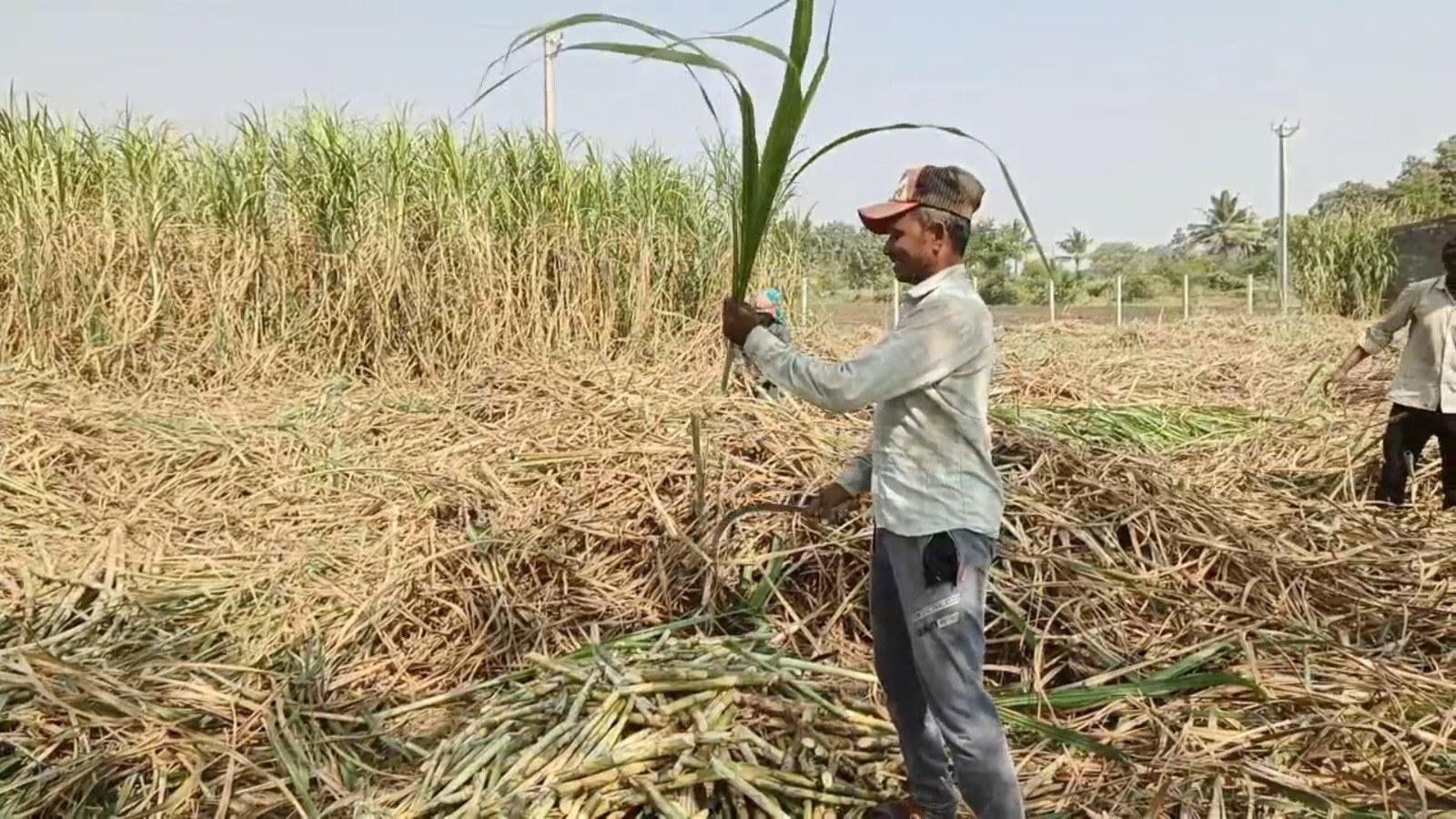 Sugarcane Farming Issues