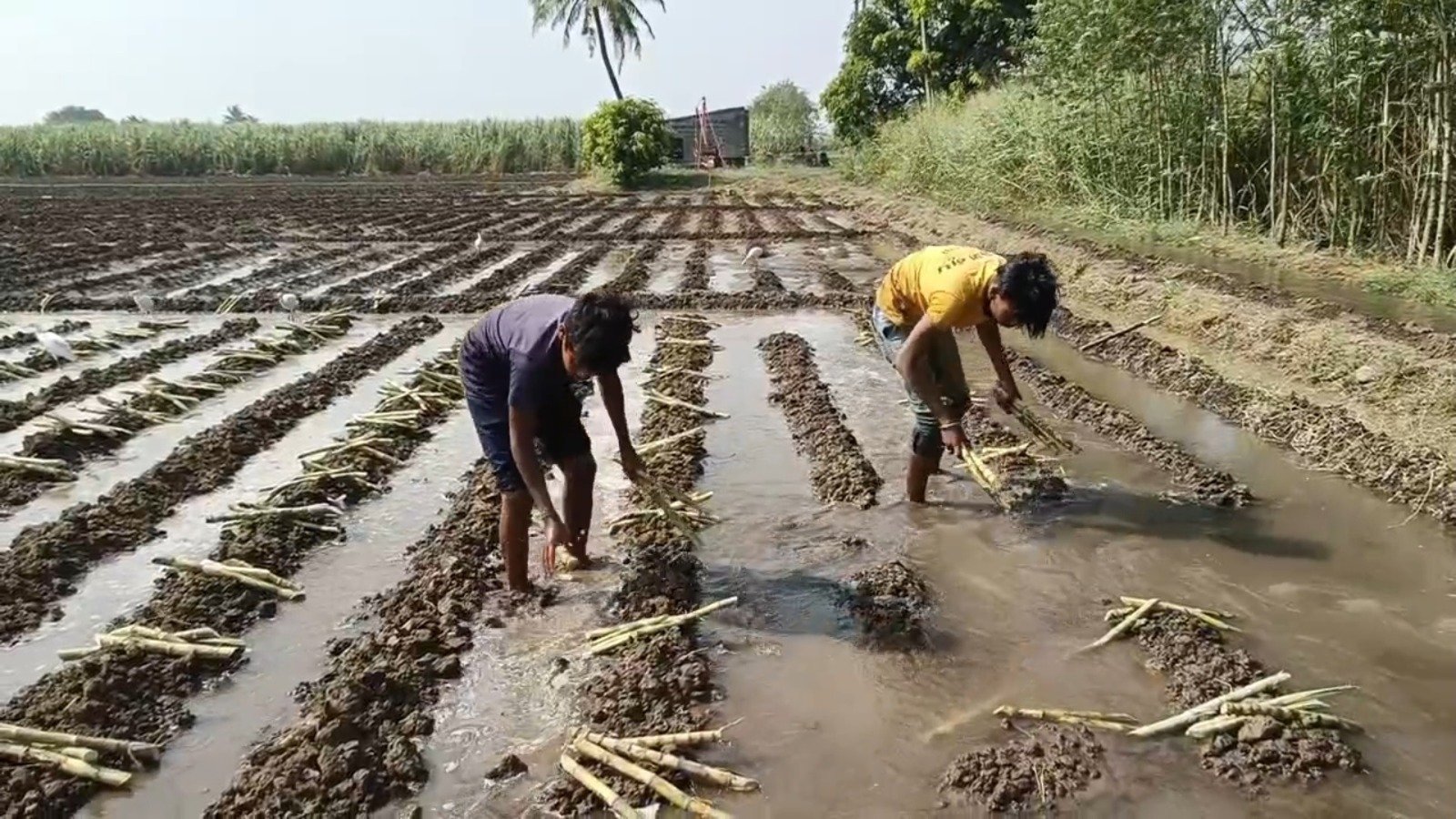 Sugarcane Farming Issues