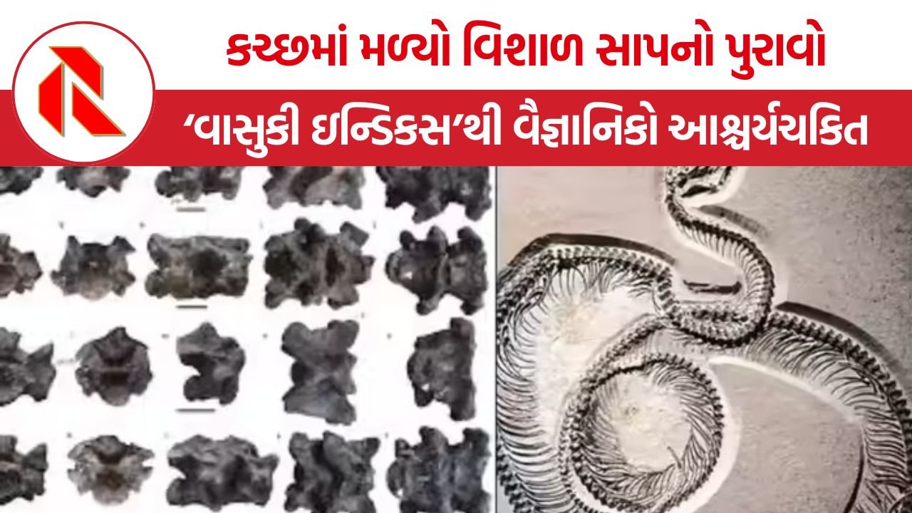 Vasuki Indicus Fossil: ગુજરાતના કચ્છમાં મળ્યો 50 ફૂટ લાંબા પ્રાગૈતિહાસિક સાપ ‘વાસુકી ઇન્ડિકસ’નો અશ્મિભૂત અવશેષ, વૈજ્ઞાનિકો પણ ચકિત