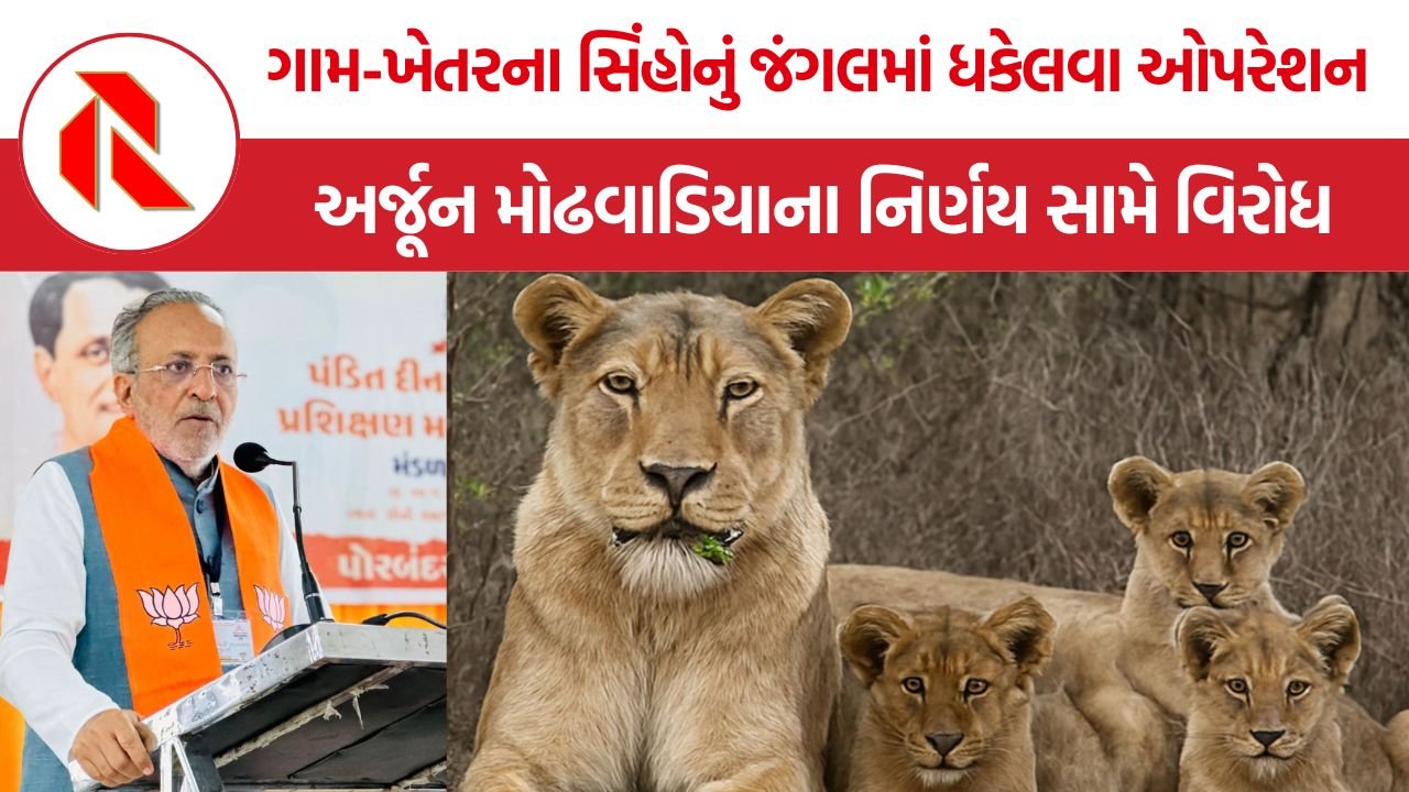 Gujarat Gir Lion Relocation: ગામ-ખેતરના સિંહોનું જંગલમાં ધકેલવા ઓપરેશન, અર્જૂન મોઢવાડિયાના નિર્ણય સામે વિરોધ, દીપડા, સિંહો અને માનવ વચ્ચે ઘર્ષણ વધી રહ્યાં છે.
