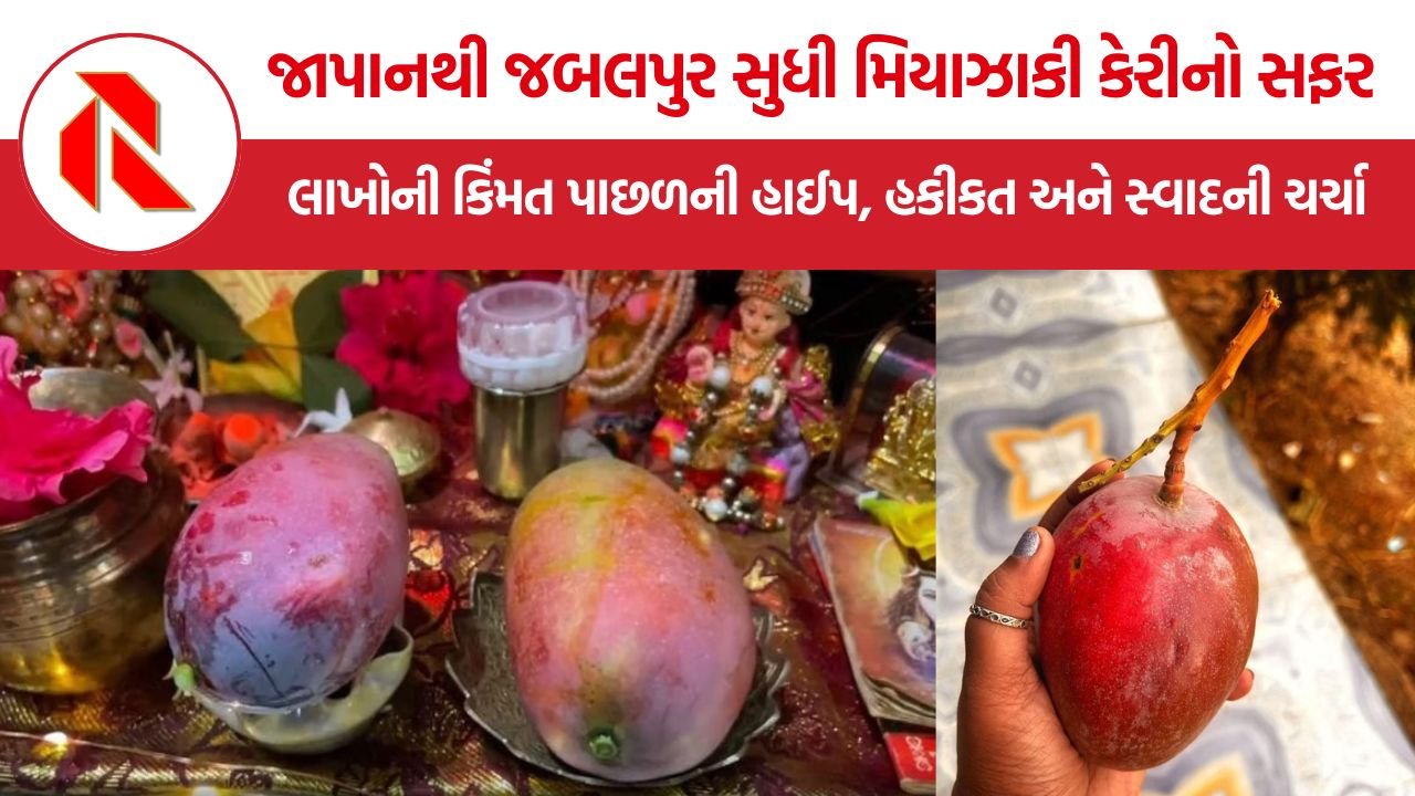 Miyazaki Mango India: જાપાનની મિયાઝાકી કેરીનો ભારતમાં ક્રેઝ, લાખોના ભાવનું સત્ય