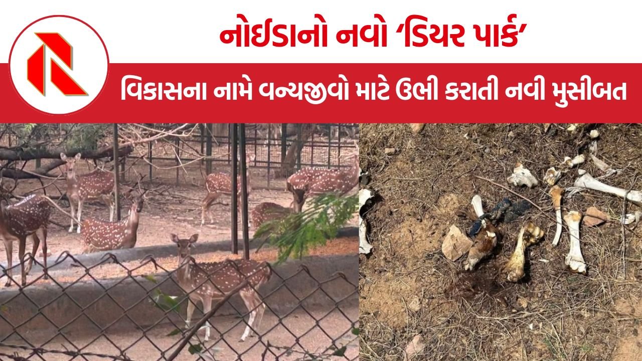 Noida Deer Park: દિલ્હીની ભૂલોમાંથી કેમ નથી શીખતું નોઈડા તંત્ર? નવા હરણ પાર્કમાં છુપાયેલું મોટું જોખમ!