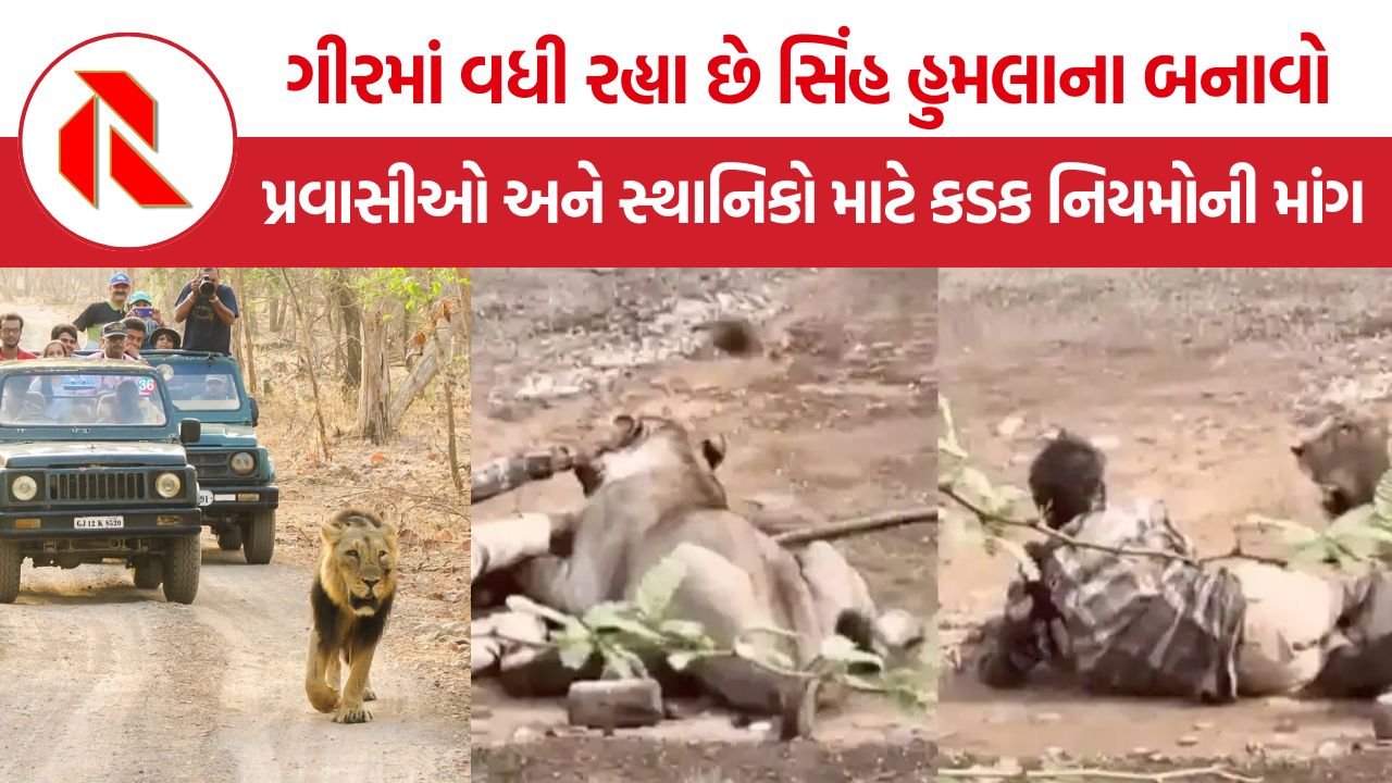 Human-Lion Conflict Gir: ગીરમાં વધી રહ્યા છે સિંહ હુમલાના બનાવો, જવાબદાર કોણ? માનવ-વન્યજીવ સંઘર્ષ પર મોટા સવાલ