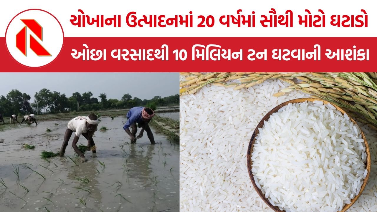 Rice Production Decline India: ચોખાના ઉત્પાદનમાં 20 વર્ષમાં 6.5%નો સૌથી મોટો ઘટાડો