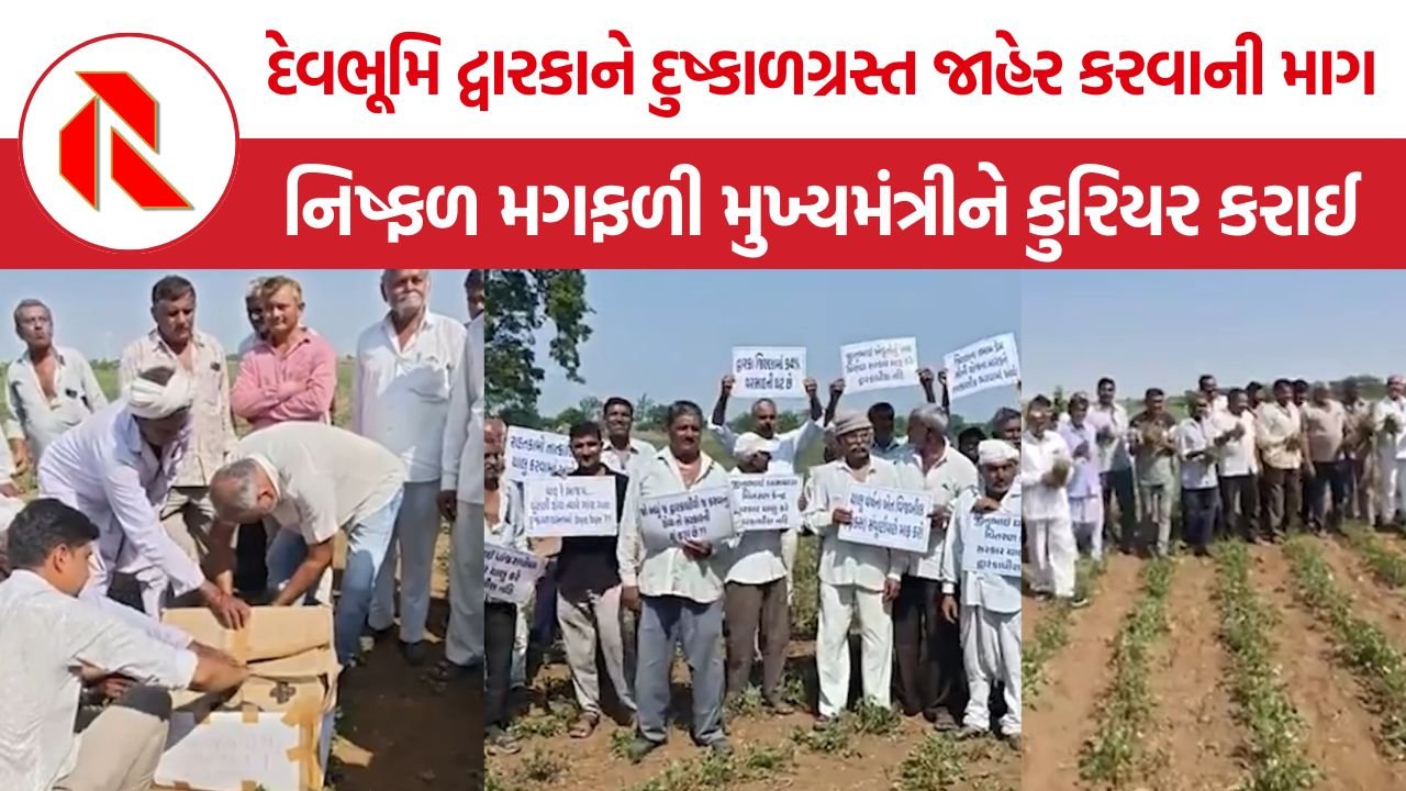 Devbhumi Dwarka Drought: દેવભૂમિ દ્વારકાને દુષ્કાળગ્રસ્ત જાહેર કરવાની માગ, ખેડૂતોની નિષ્ફળ મગફળી મુખ્યમંત્રીને કુરિયર કરાઈ