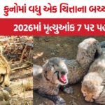 Kuno Cheetah Death 2026