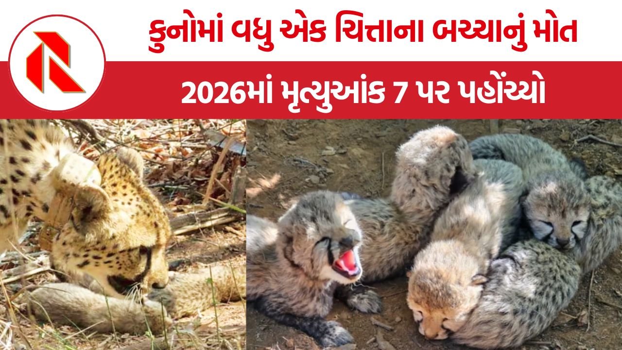 Kuno Cheetah Death 2026: કુનોમાં વધુ એક ચિત્તાના બચ્ચાનું મોત, 2026માં મૃત્યુઆંક 7 પર પહોંચ્યો